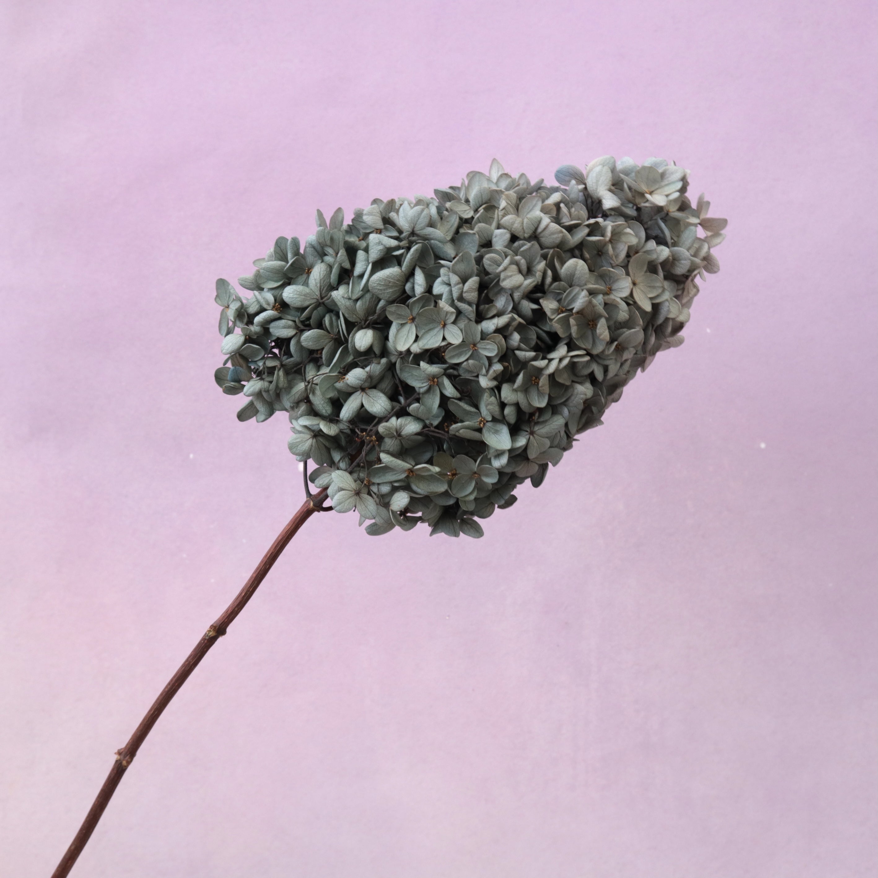 Paniculata Hydrangea Sesame