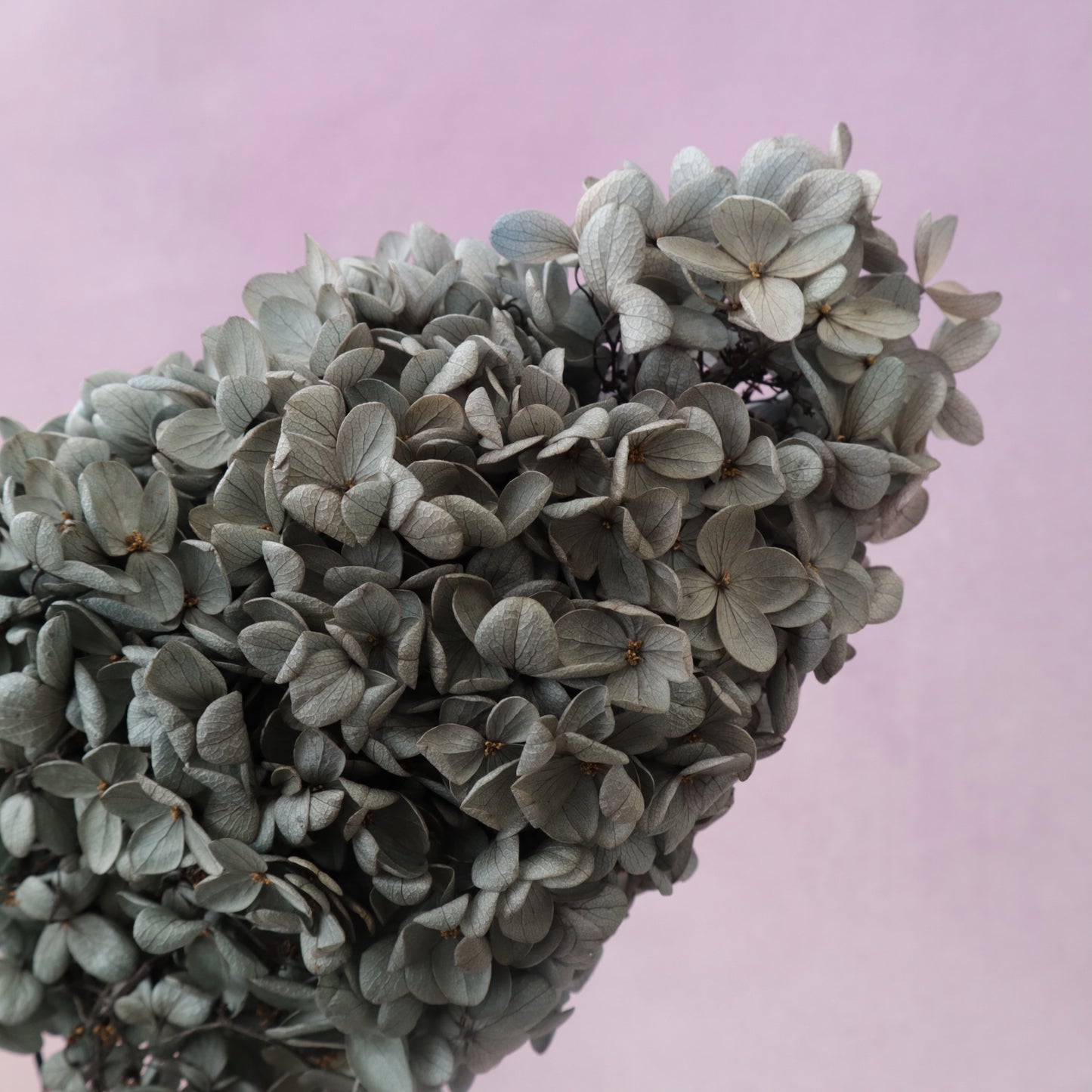 Paniculata Hydrangea Sesame