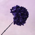 Hydrangea Bigleaf Deep Purple