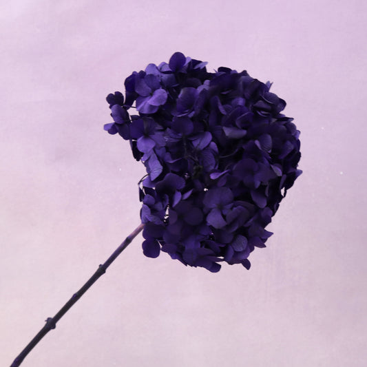 Hydrangea Bigleaf Deep Purple