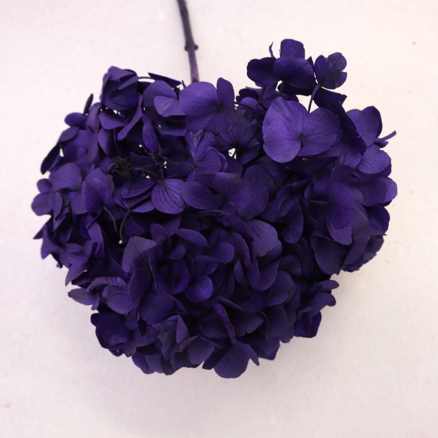 Hydrangea Bigleaf Deep Purple