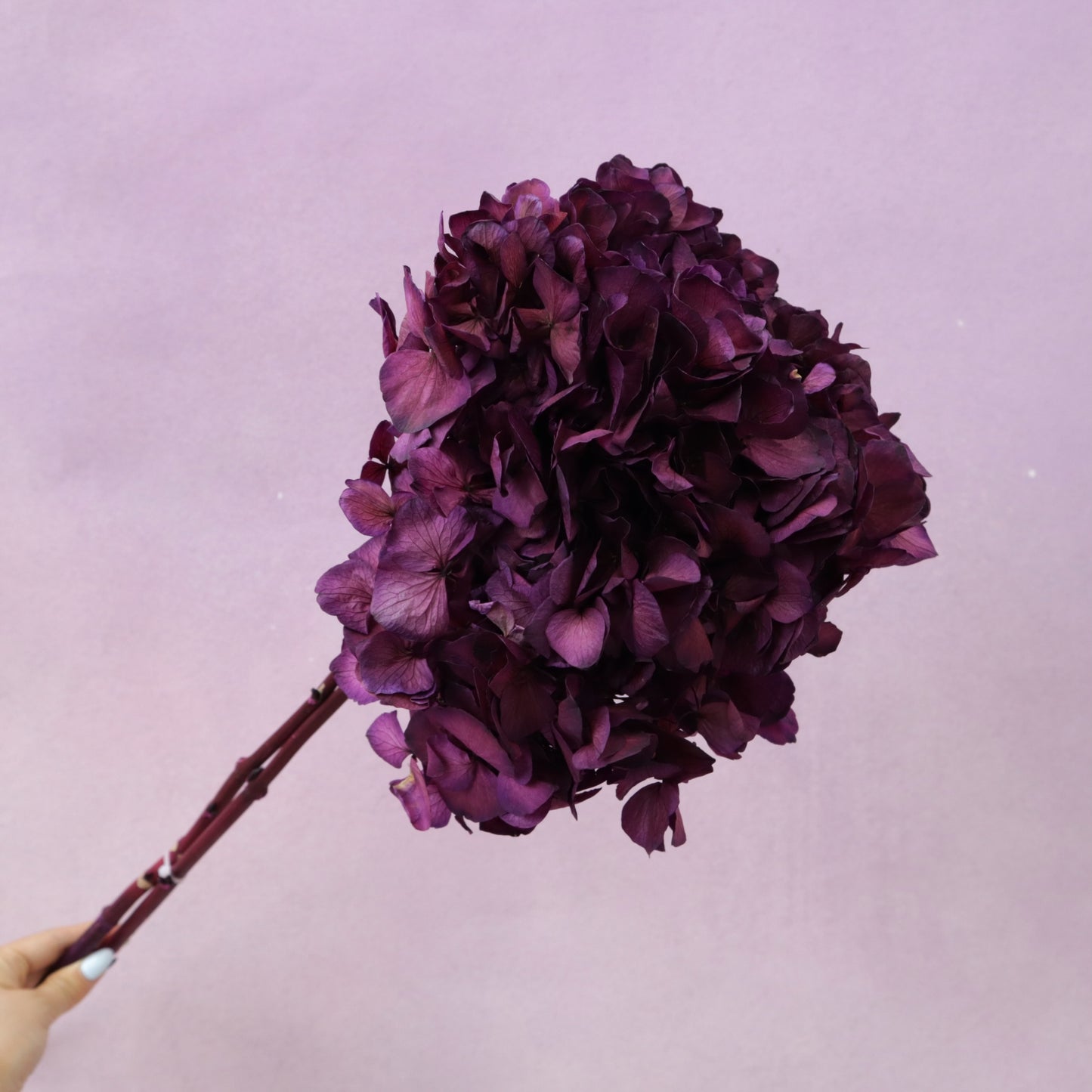 Hydrangea Bigleaf Plum