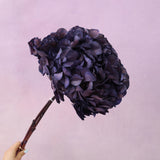 Hydrangea Bigleaf Royal Purple