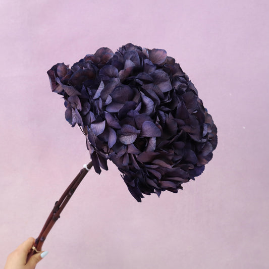 Hydrangea Bigleaf Royal Purple