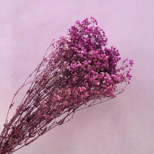 Baby's Breath Magenta