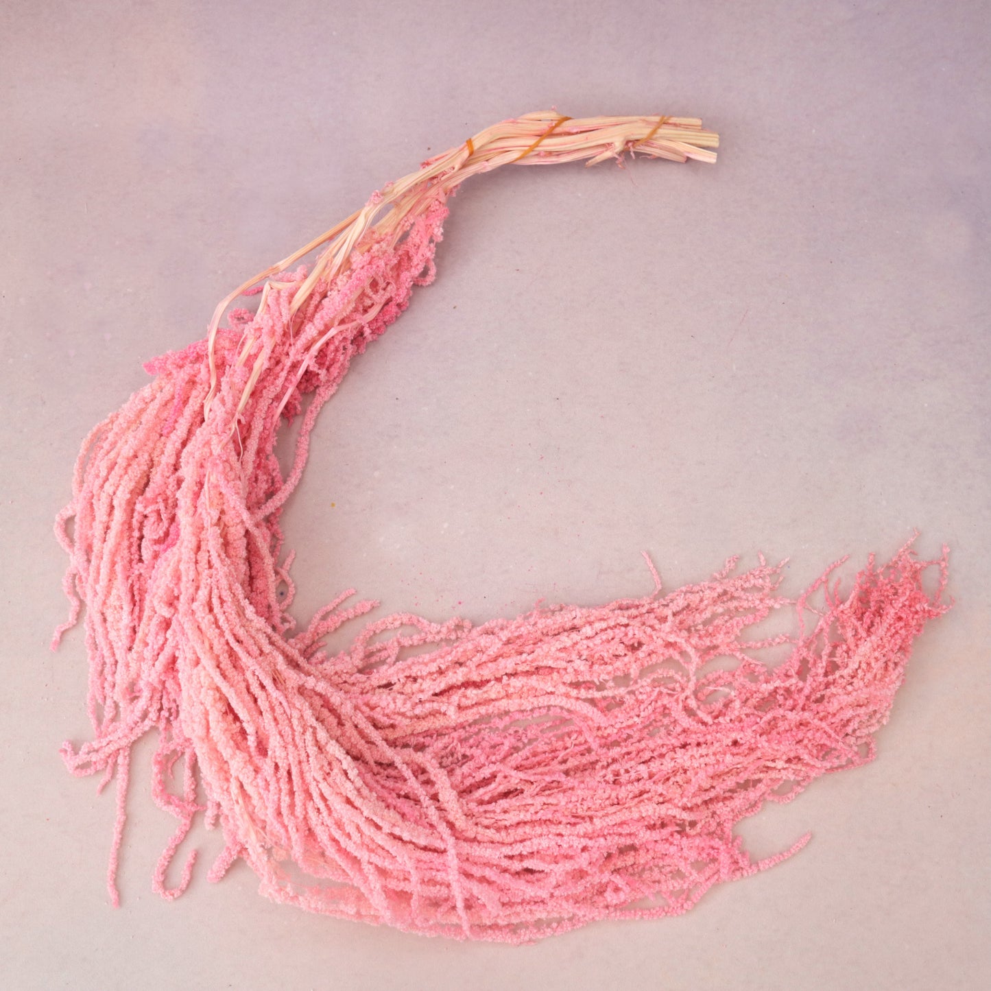 Amaranthus Pink