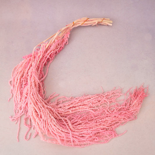 Amaranthus Pink