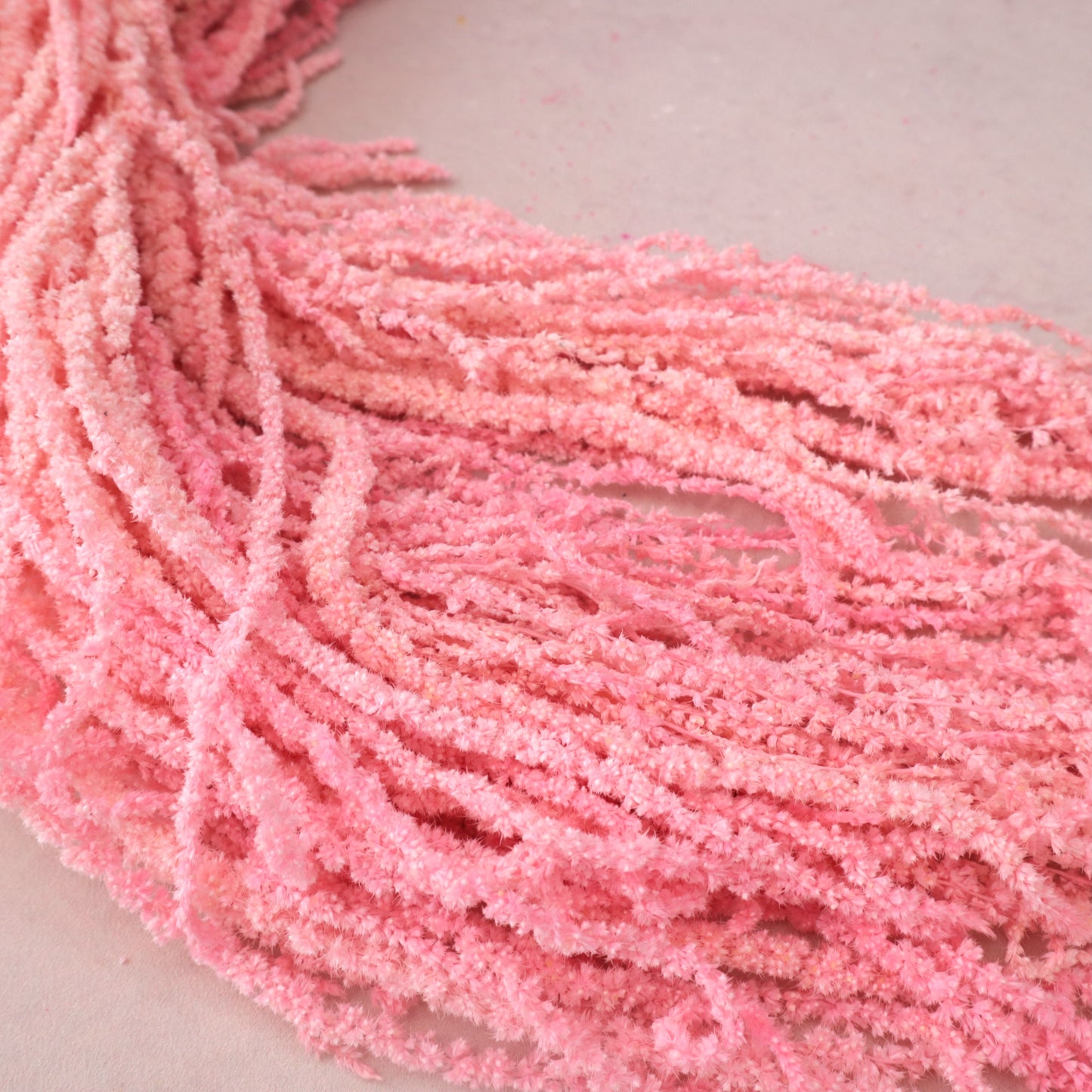 Amaranthus Pink