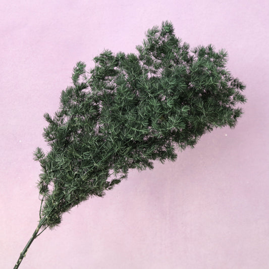 Ming Fern Dark Green