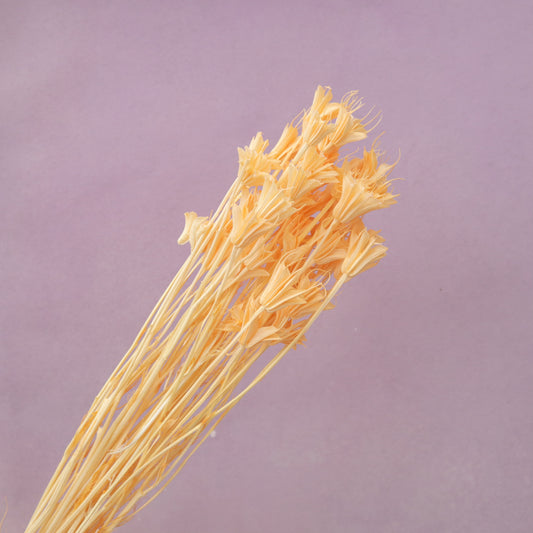 Nigella Light Orange