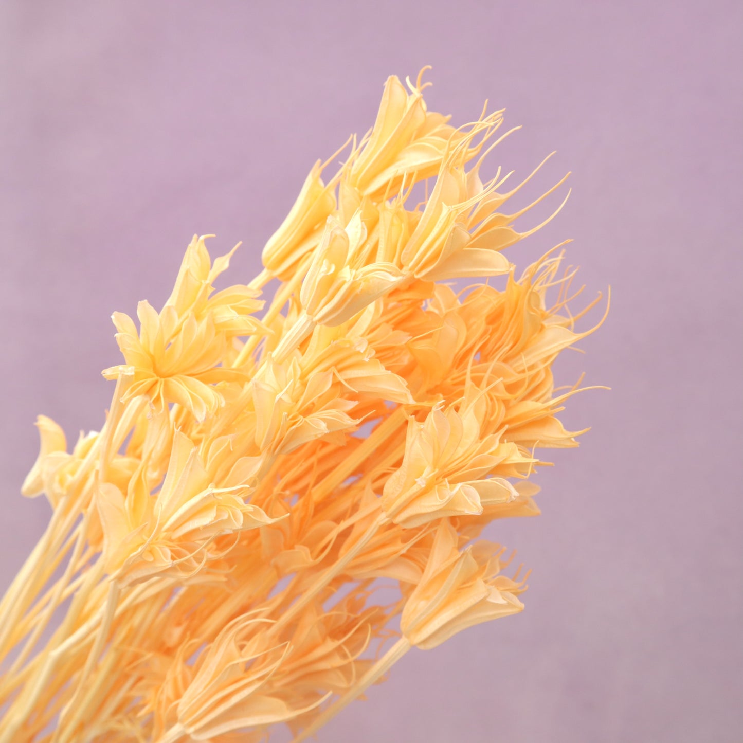 Nigella Light Orange