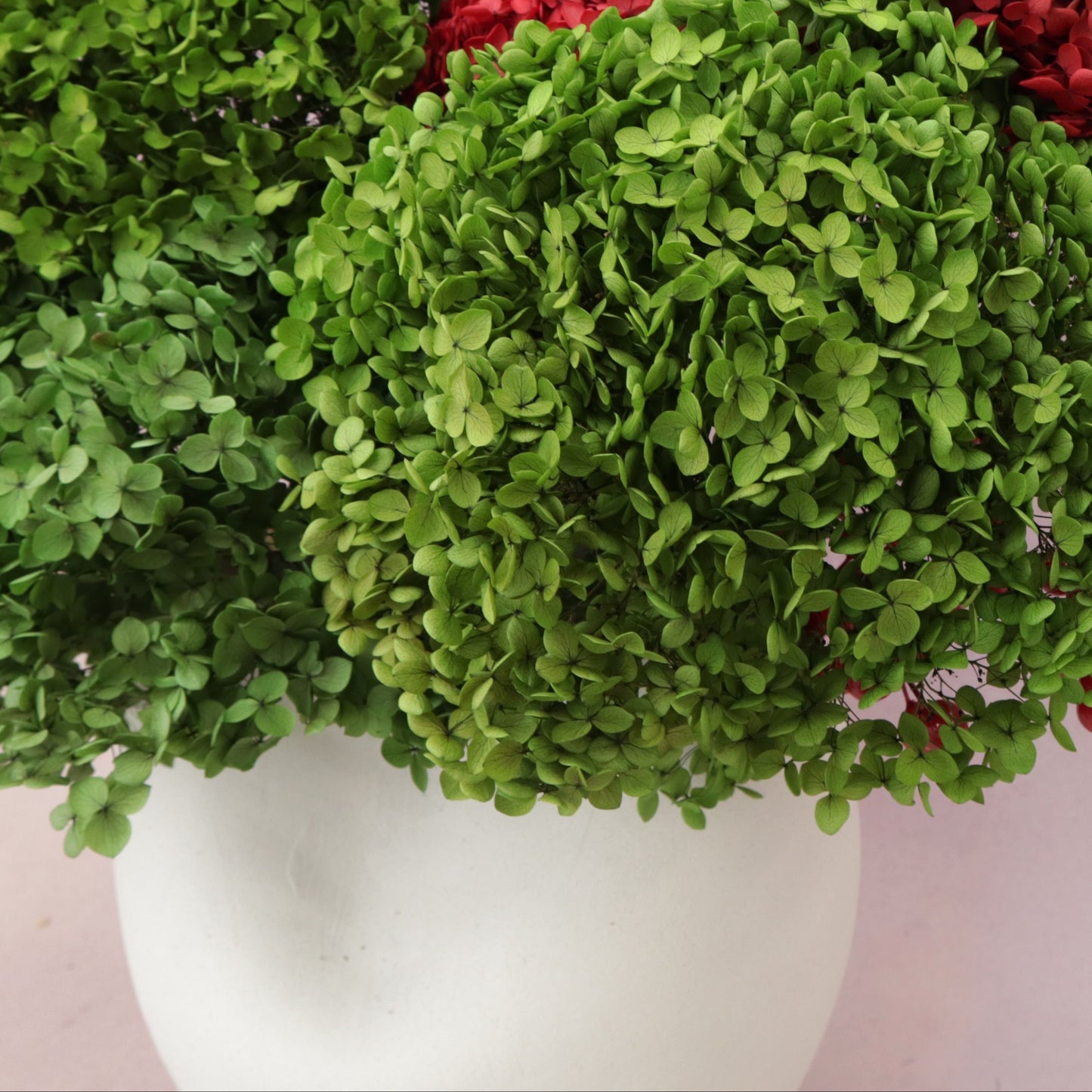 Annabelle Hydrangea Green