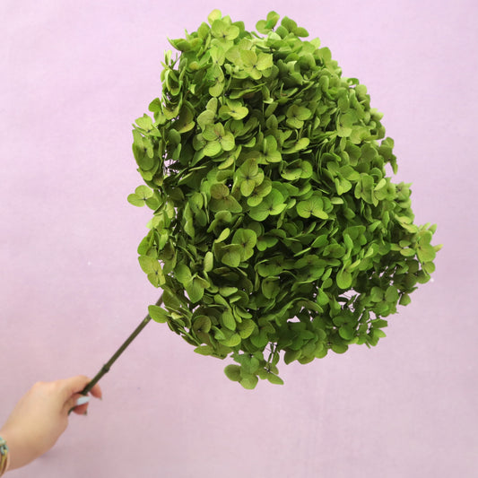 Annabelle Hydrangea Bright Green