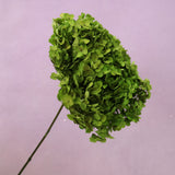 Annabelle Hydrangea Green