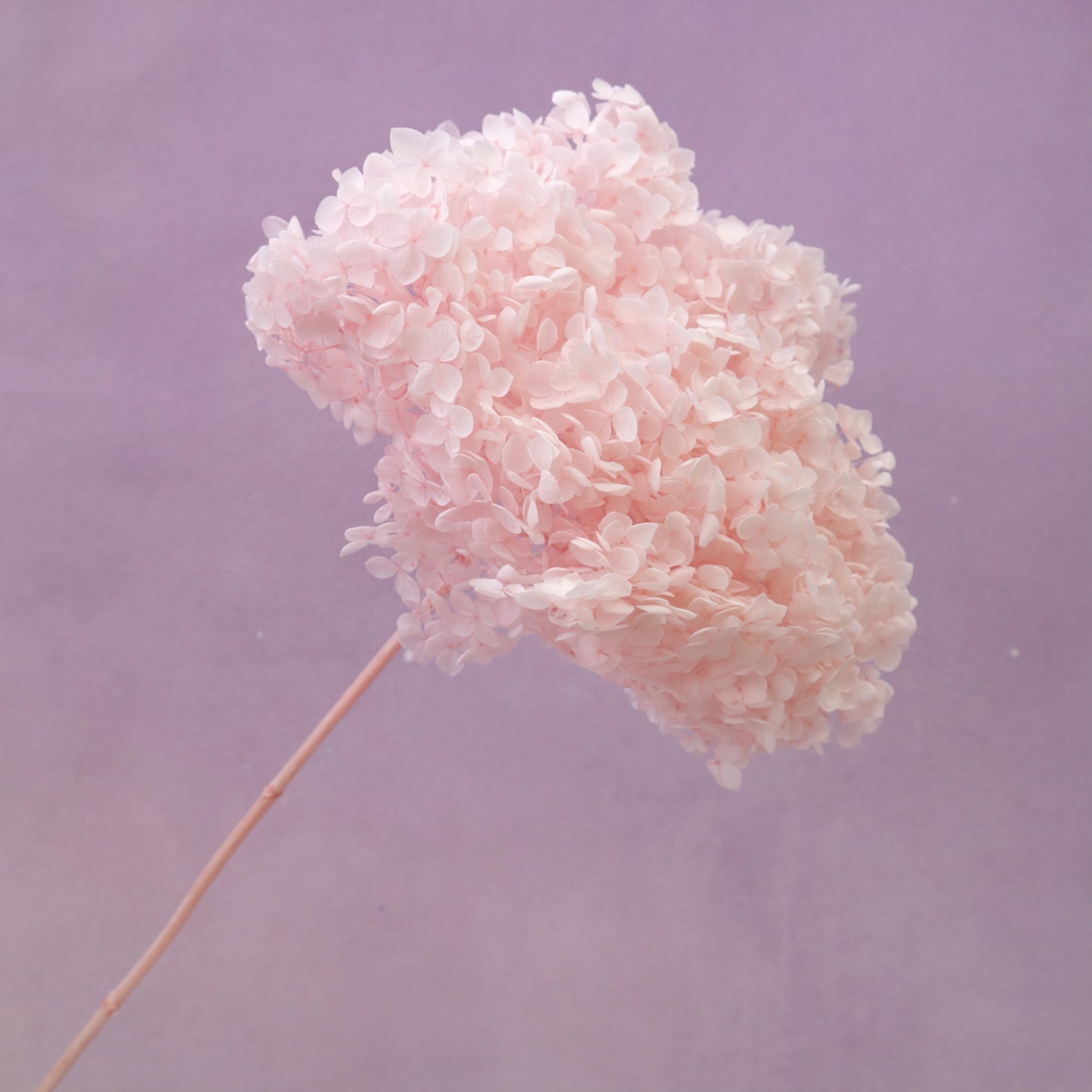 Annabelle  Hydrangea Baby Pink