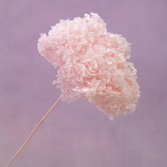 Annabelle  Hydrangea Baby Pink