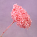 Annabelle Hydrangea Hot Pink