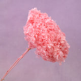Annabelle Hydrangea Hot Pink