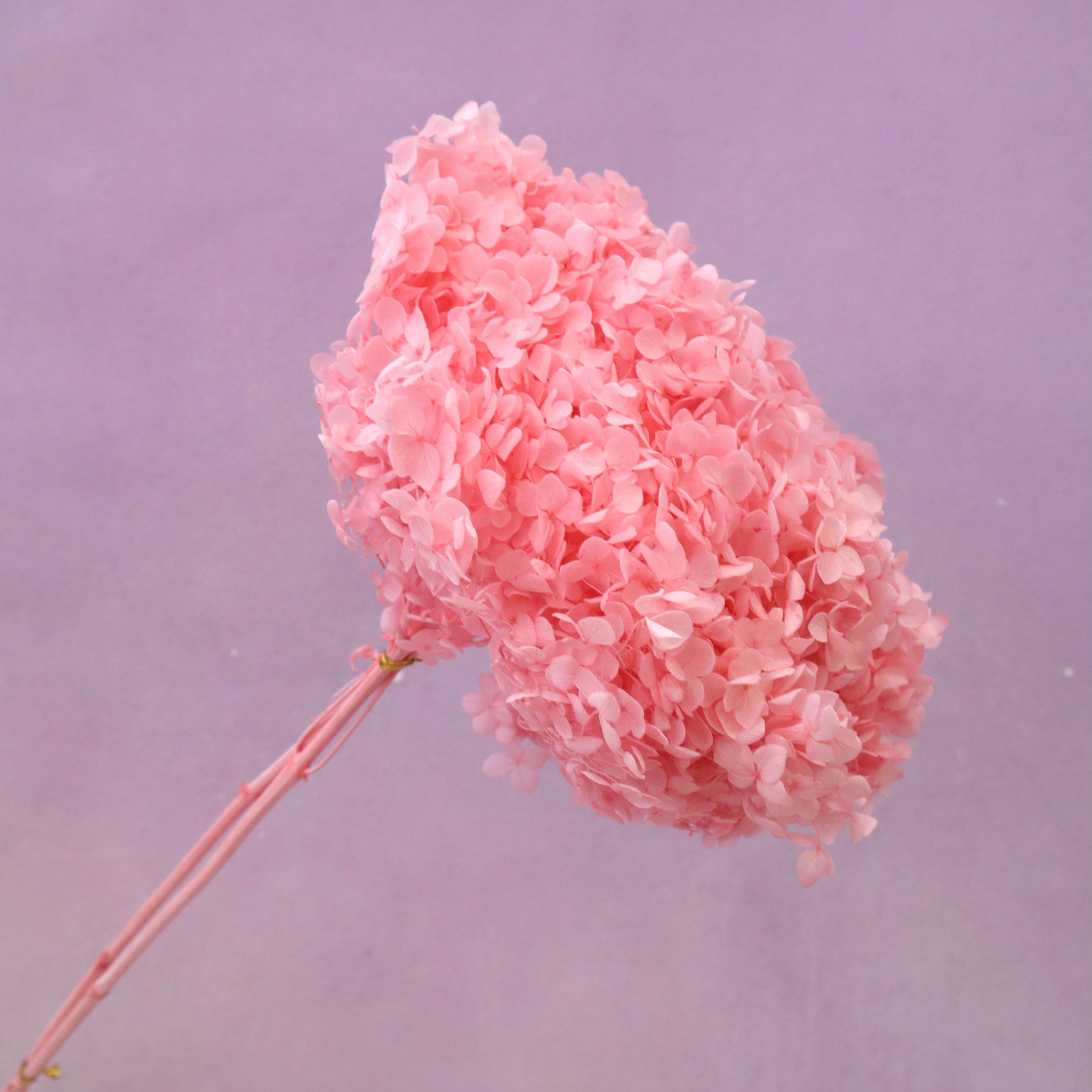 Annabelle Hydrangea Hot Pink