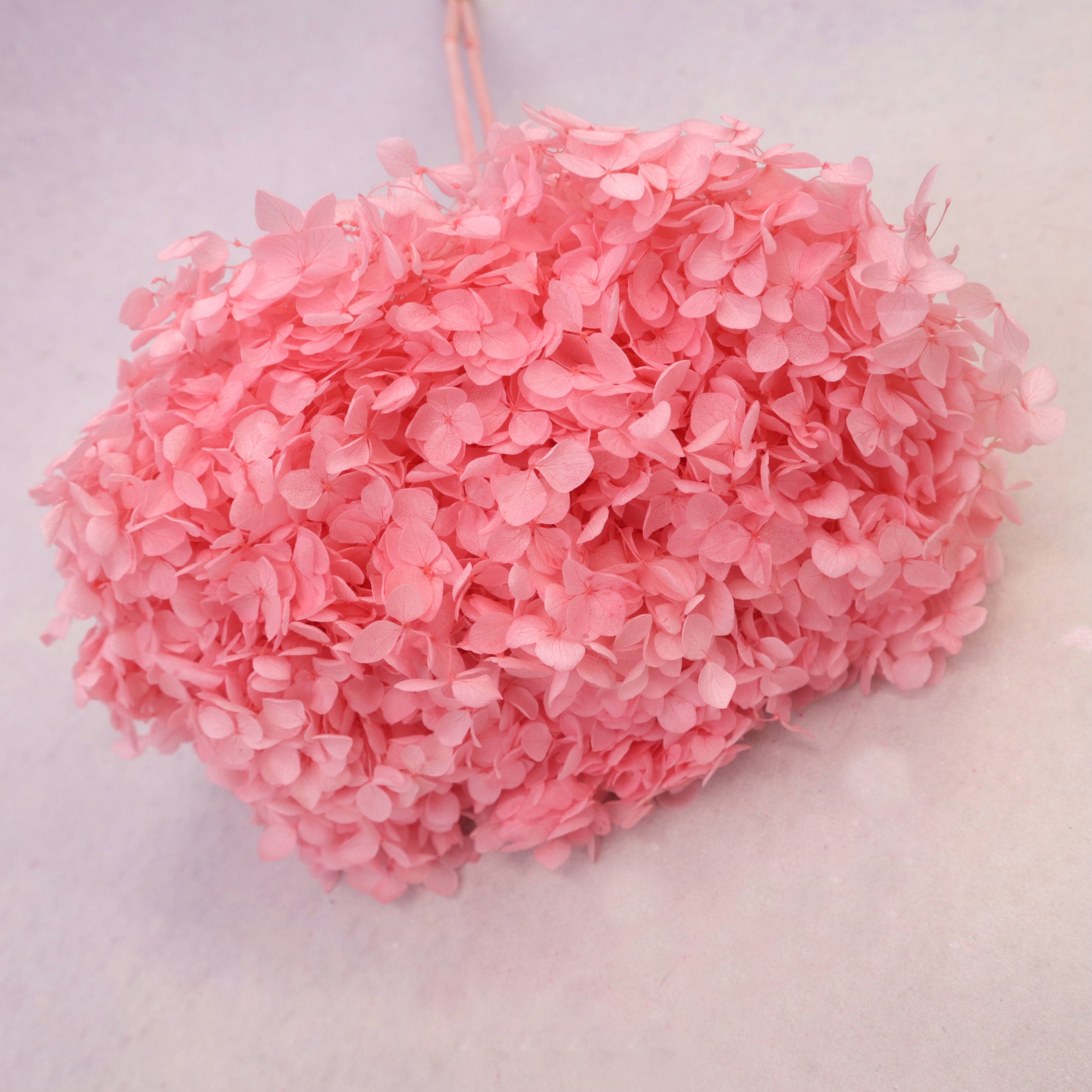 Annabelle Hydrangea Hot Pink