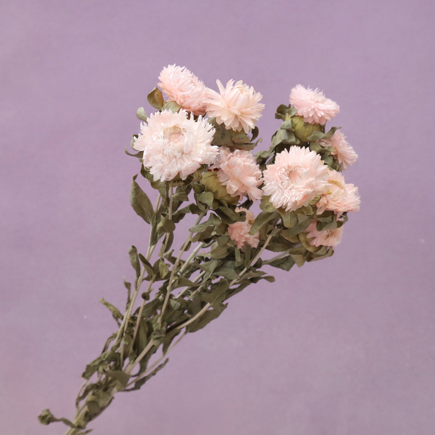 Strawflowers Light Pink