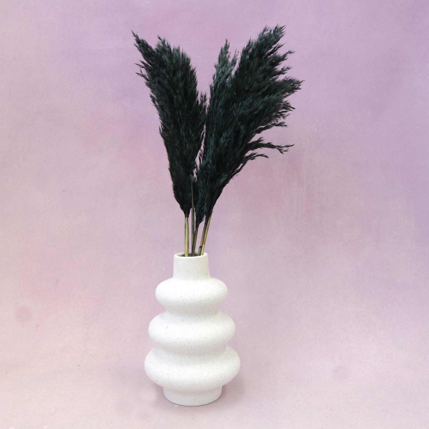 Giant Reeds Grass Black