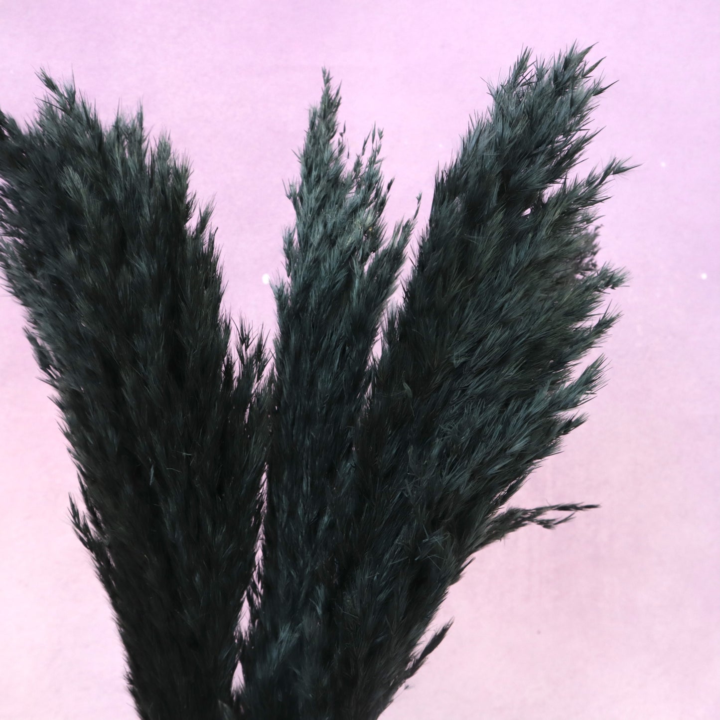 Giant Reeds Grass Black