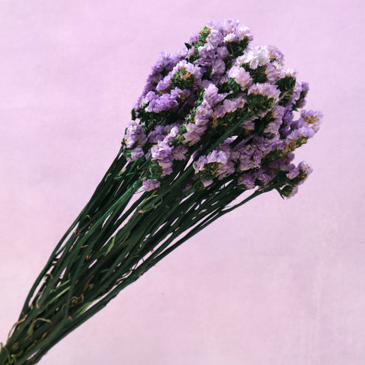 Statice Purple