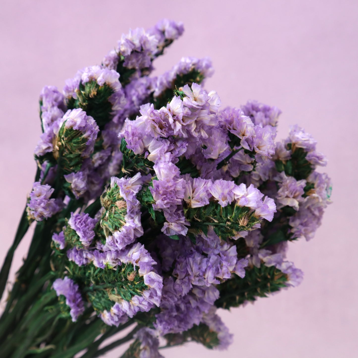 Statice Purple