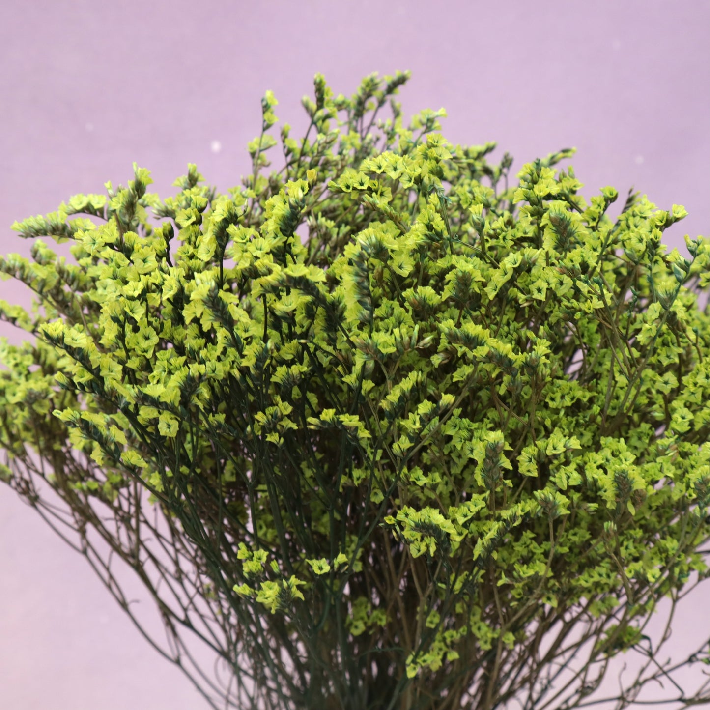 Statice Limonium Sinuatum Lime Green