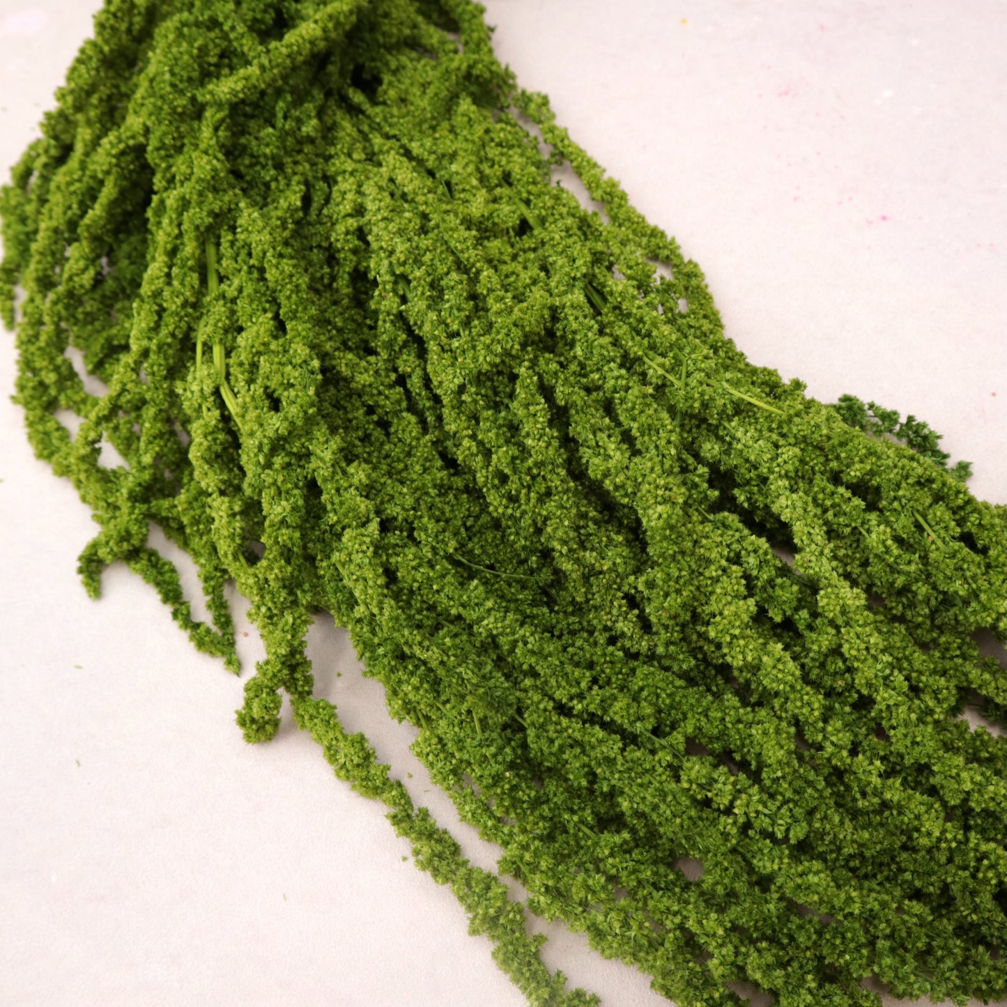 Amaranthus Fern Green