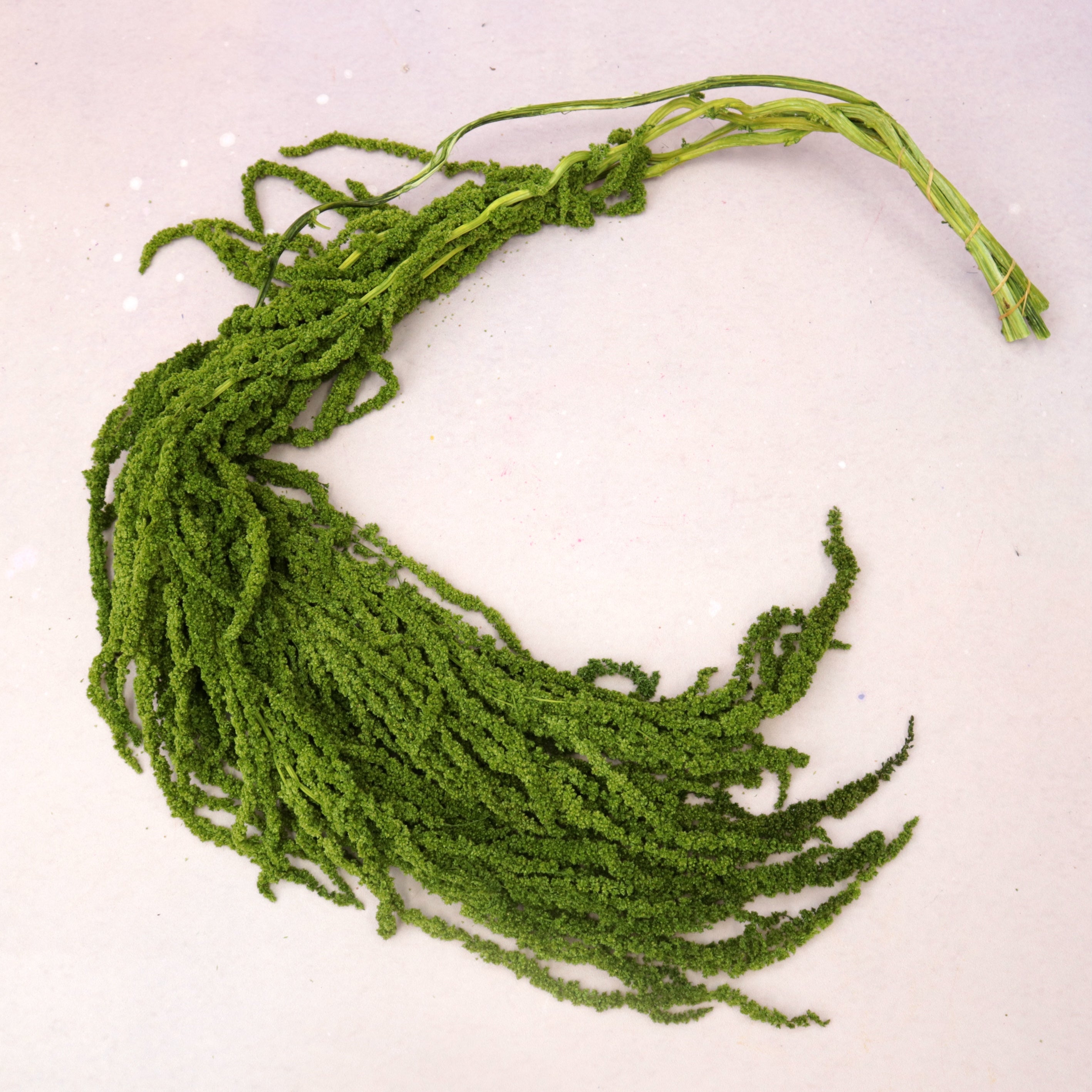 Amaranthus Fern Green