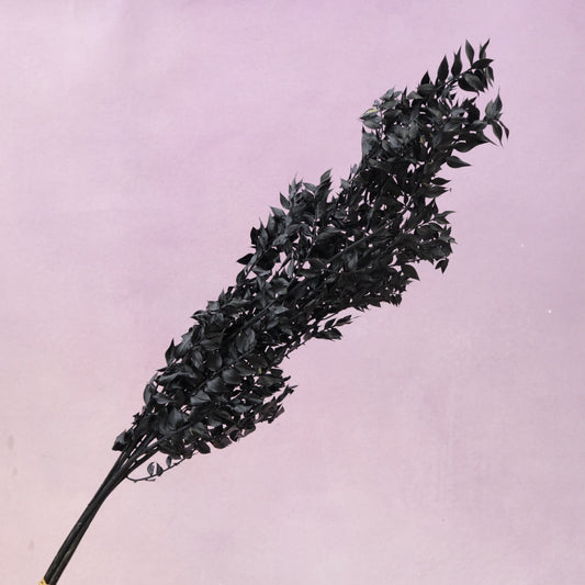 Italian Ruscus Sprayed Black
