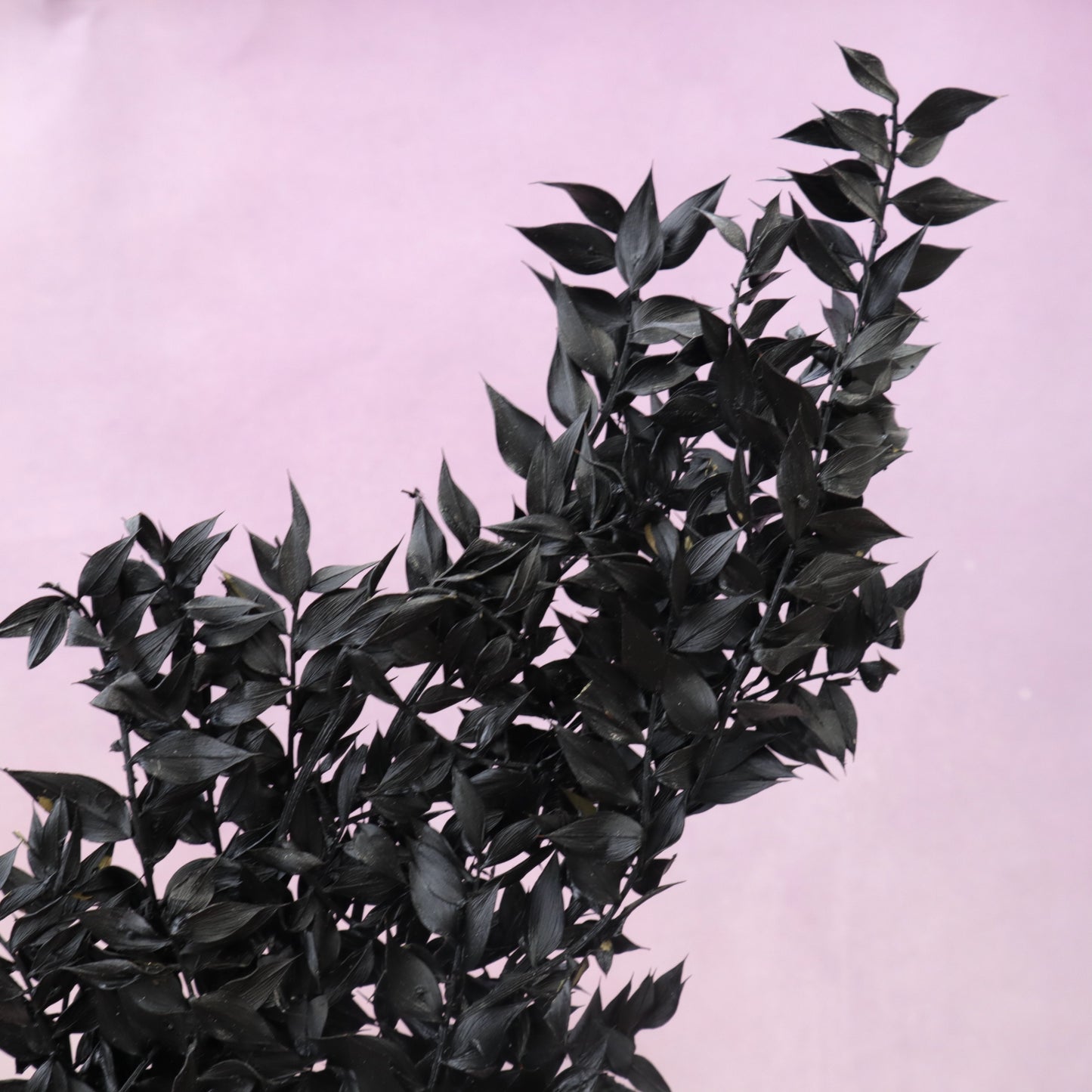 Italian Ruscus Sprayed Black