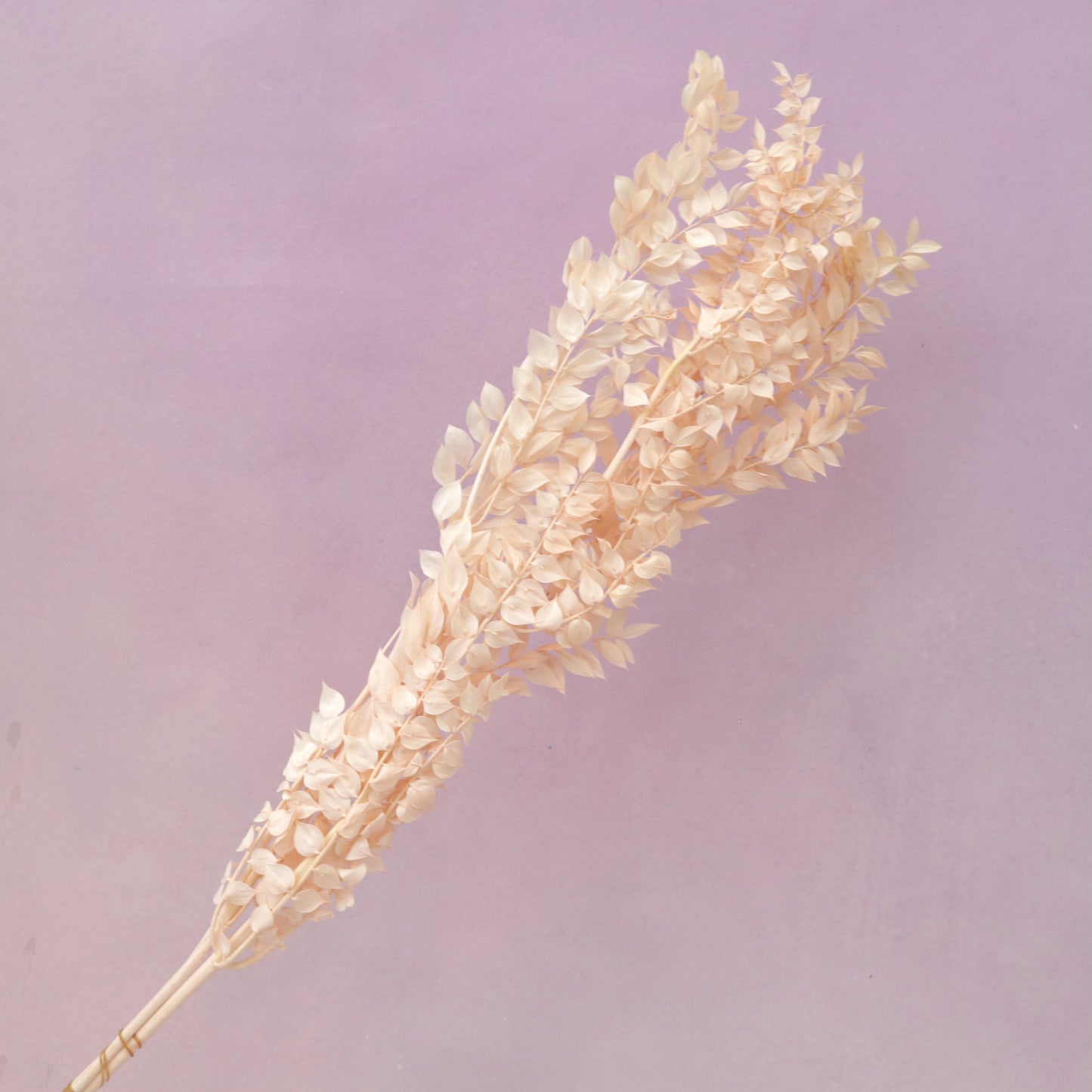 Italian Ruscus Peach