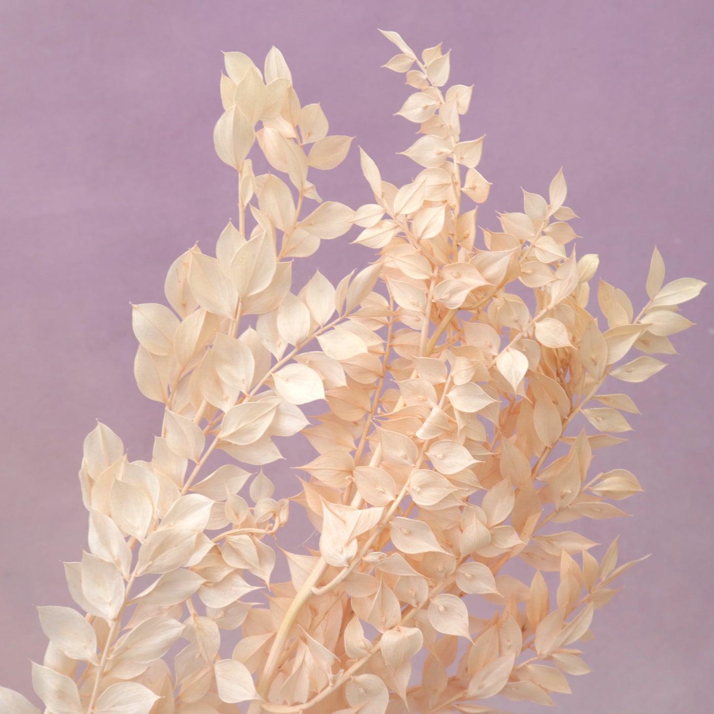 Italian Ruscus Peach