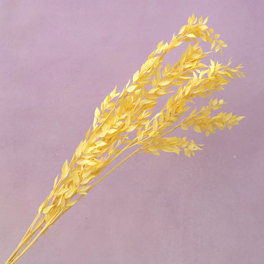 Italian Ruscus Yellow