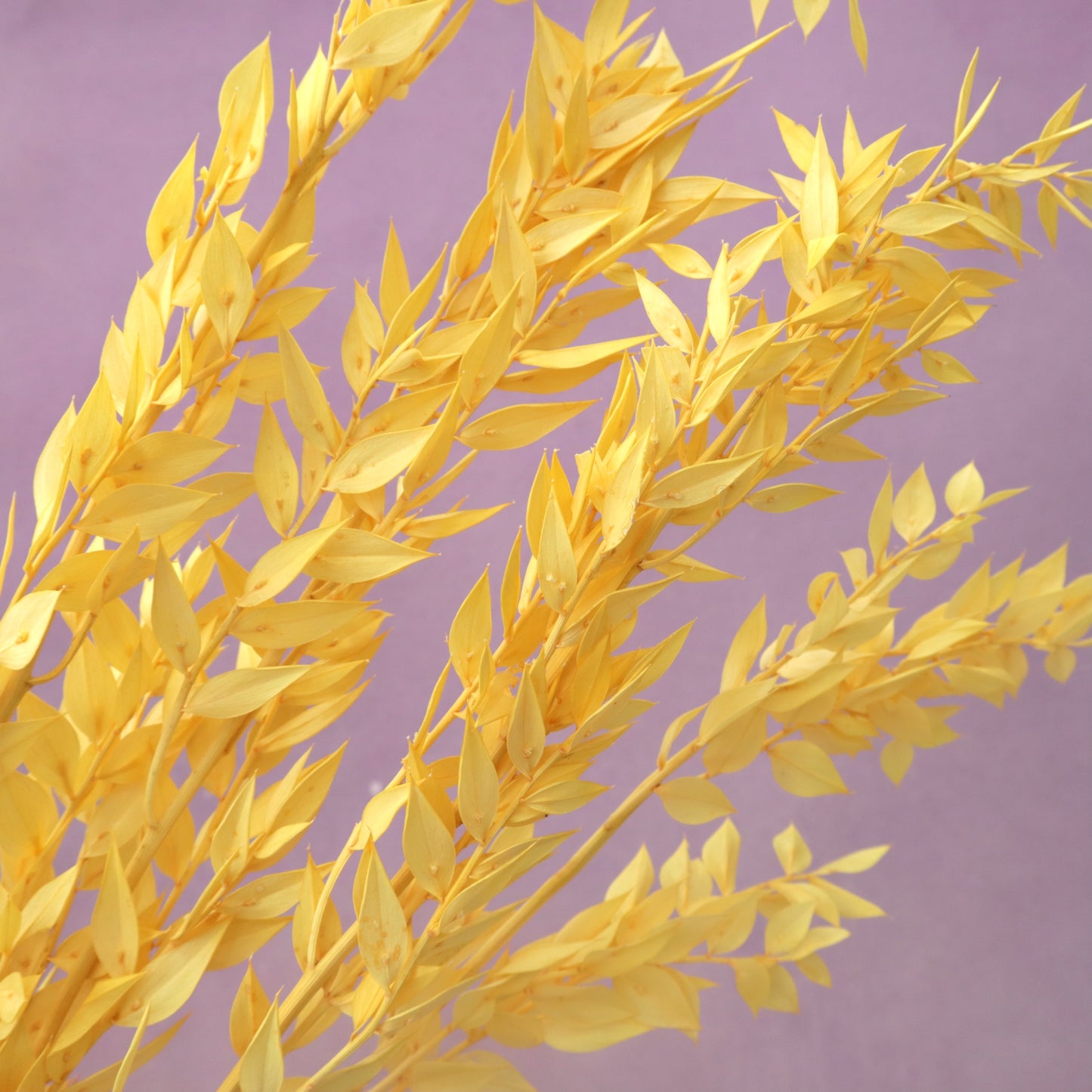 Italian Ruscus Yellow