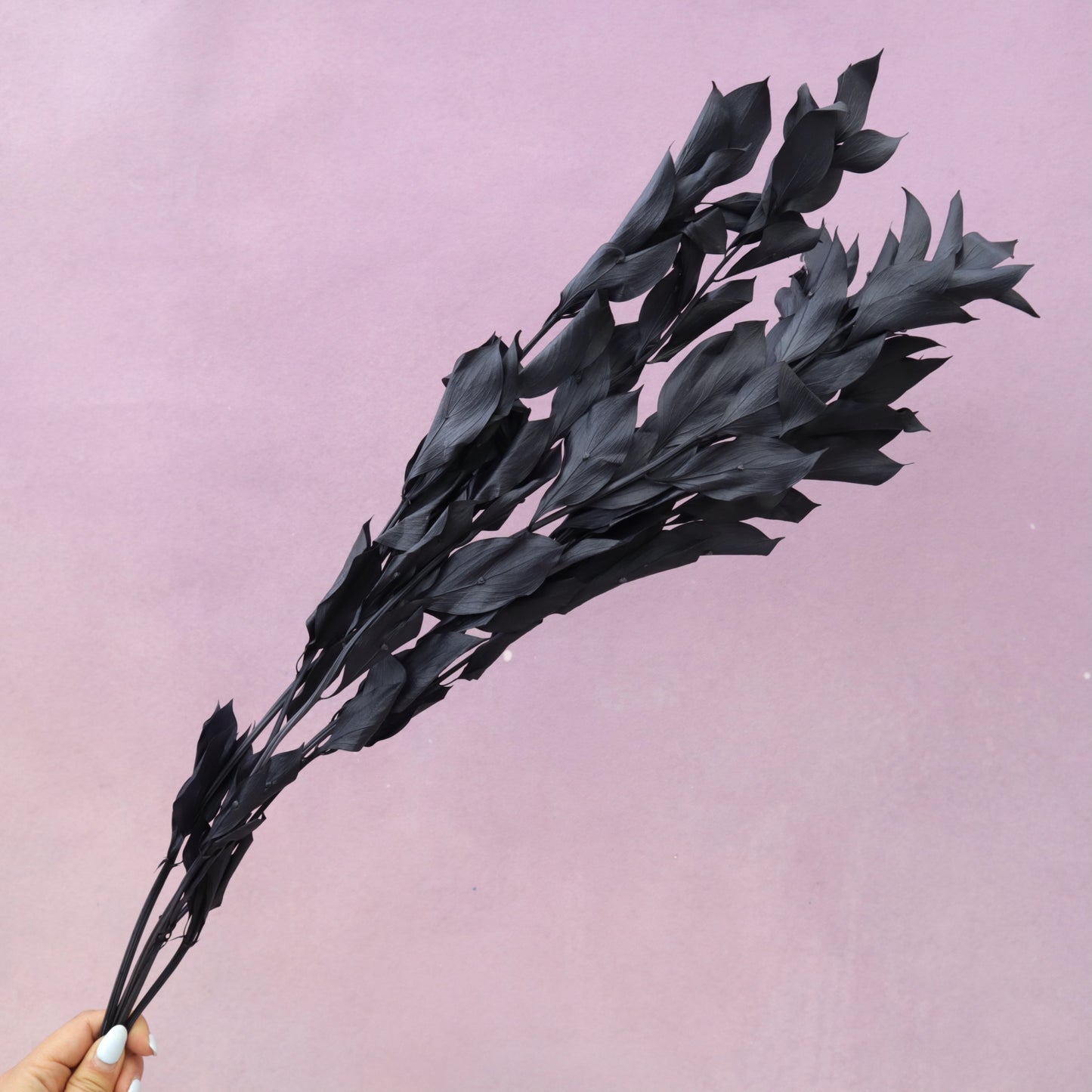 Ruscus Big Leaf Black