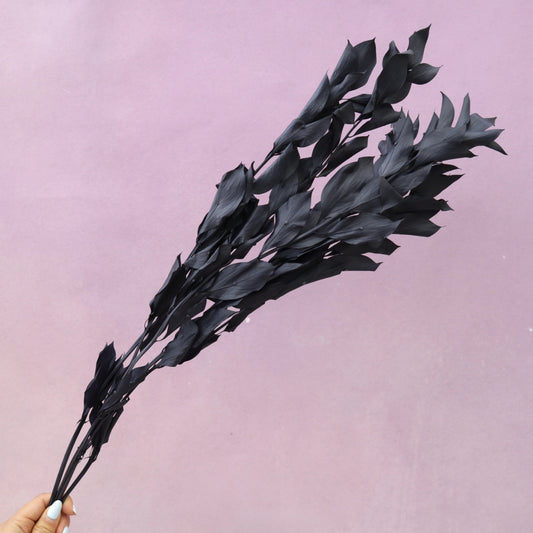Ruscus Big Leaf Black