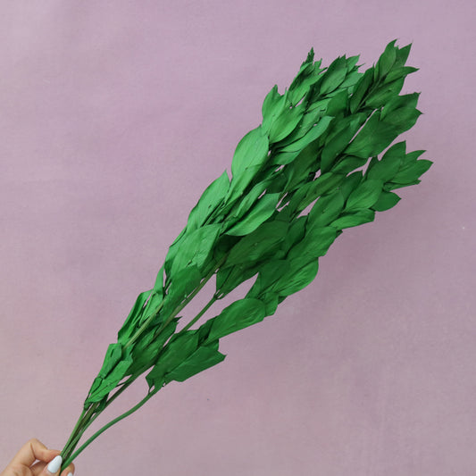 Ruscus Big Leaf Emerald