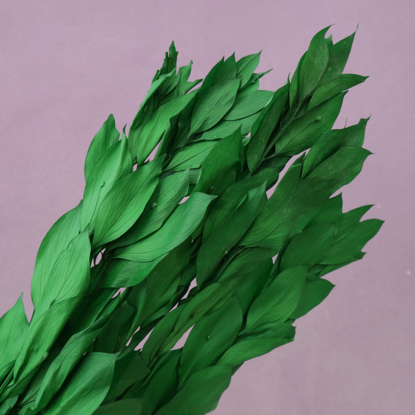 Ruscus Big Leaf Emerald