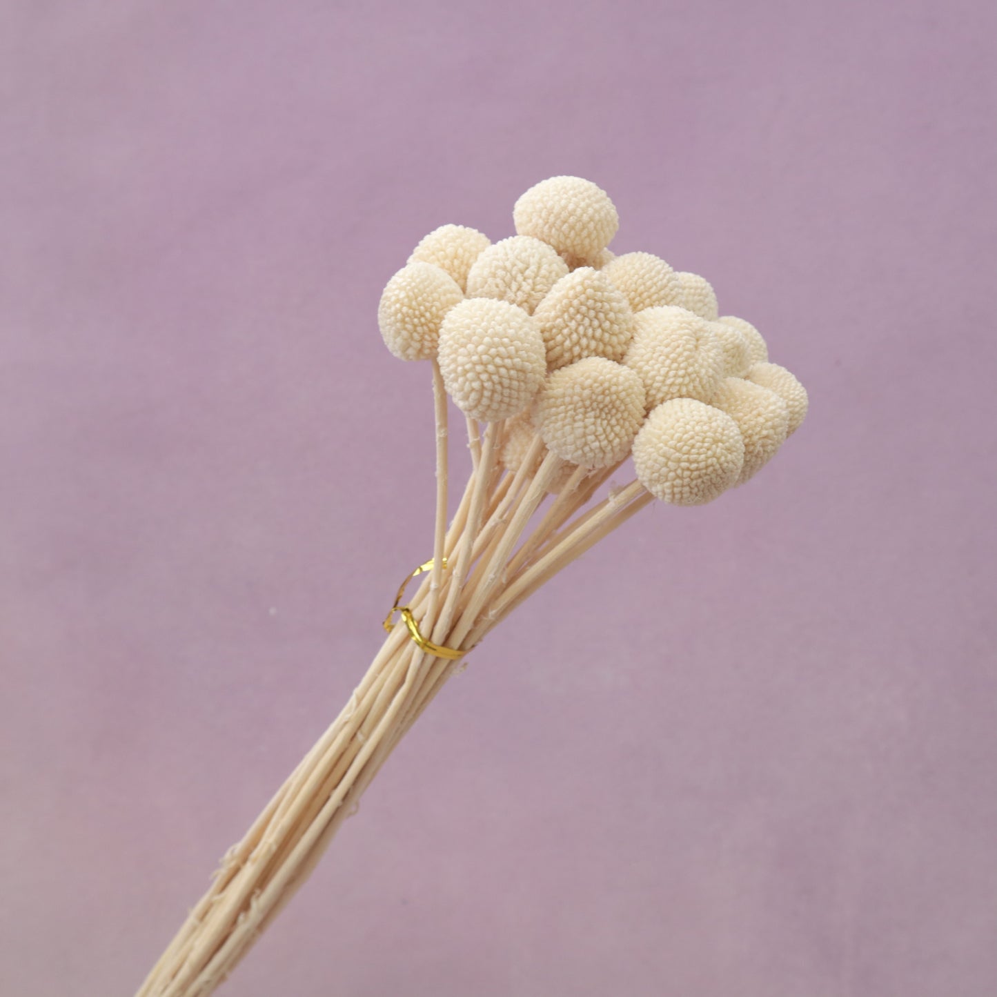 Billy Button Creamy White