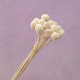 Billy Button Creamy White