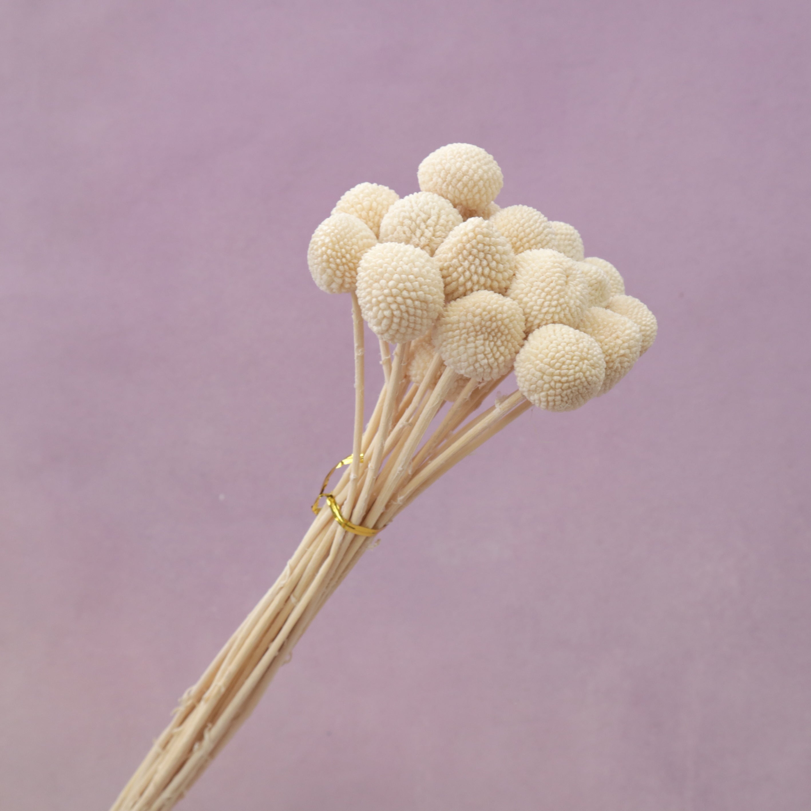 Billy Button Creamy White