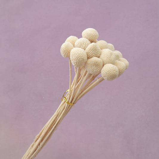 Billy Button Creamy White