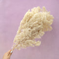 Ming Fern Beige