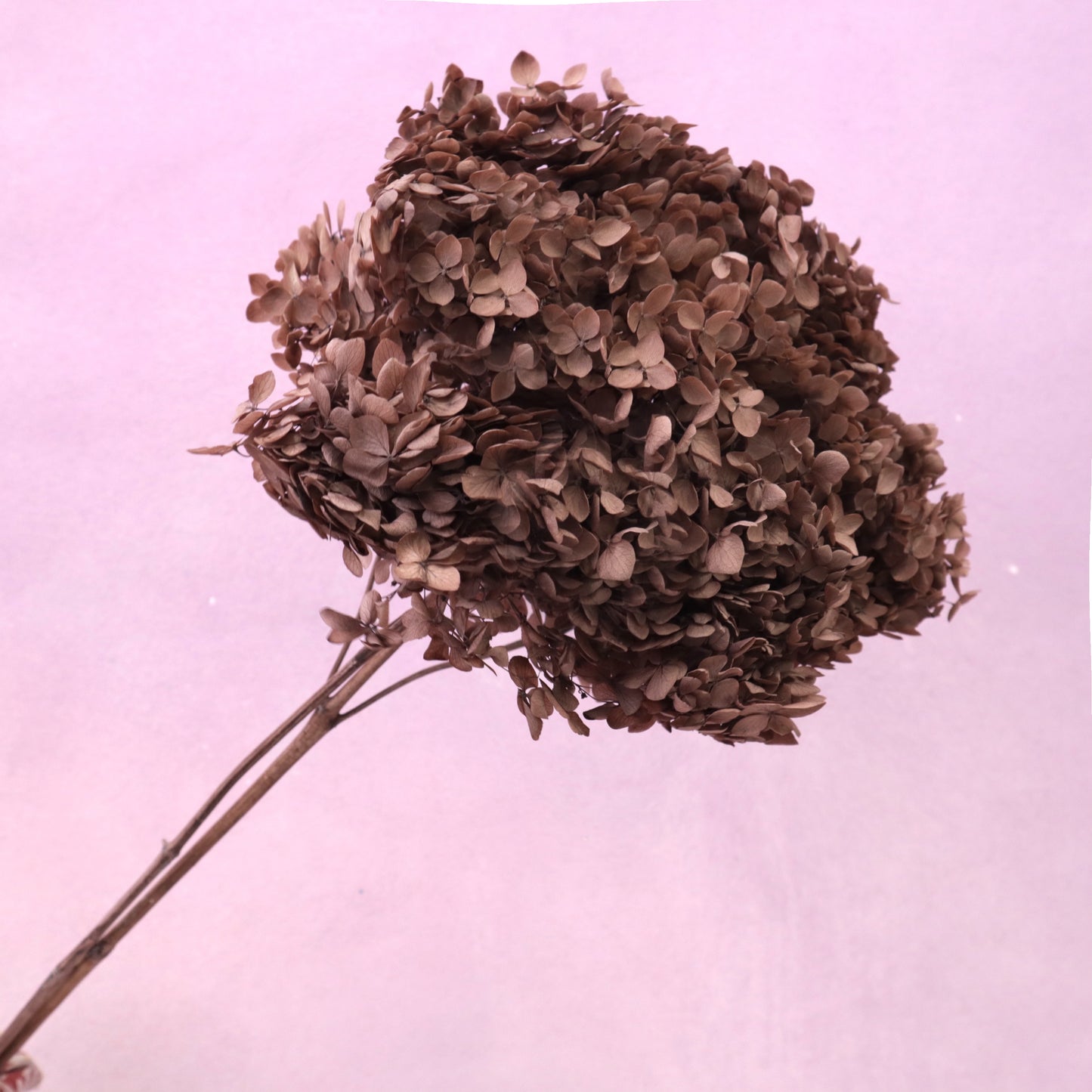 Hydrangea Annabelle Russet Brown