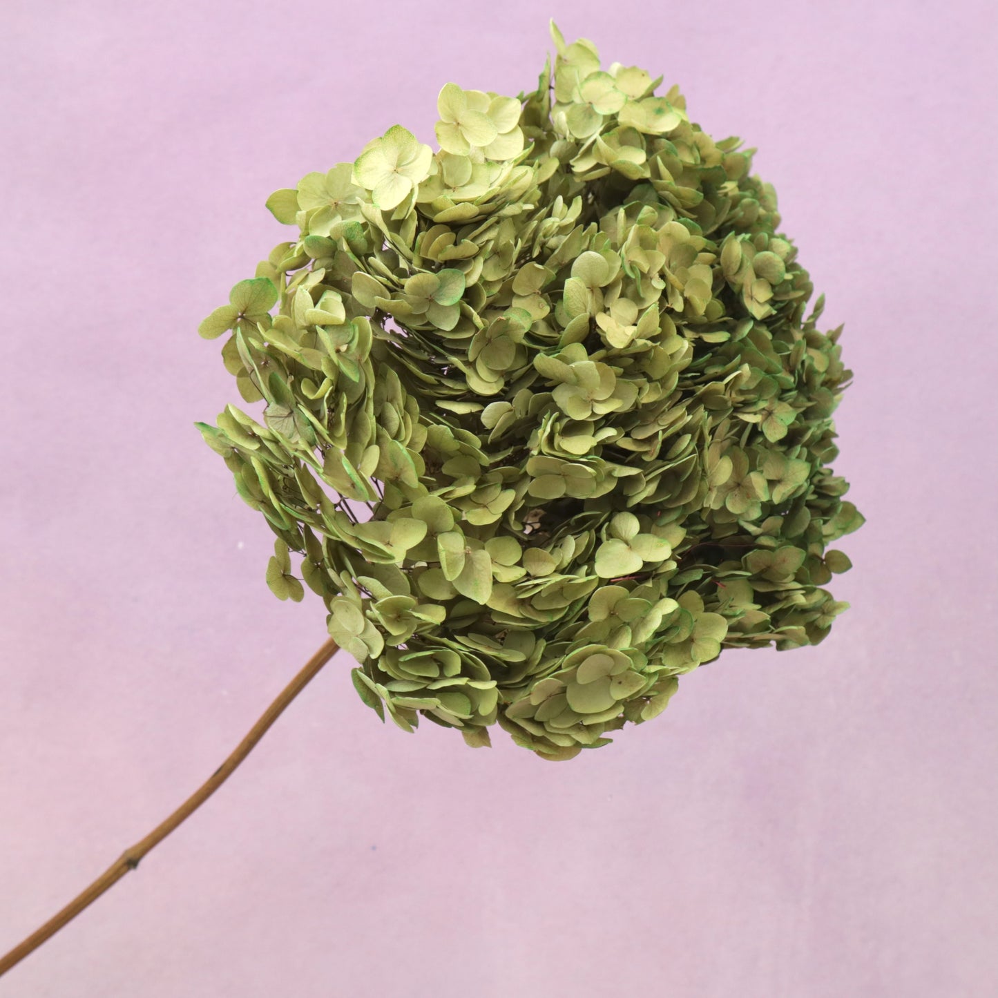 Annabelle Hydrangea Yellow Green