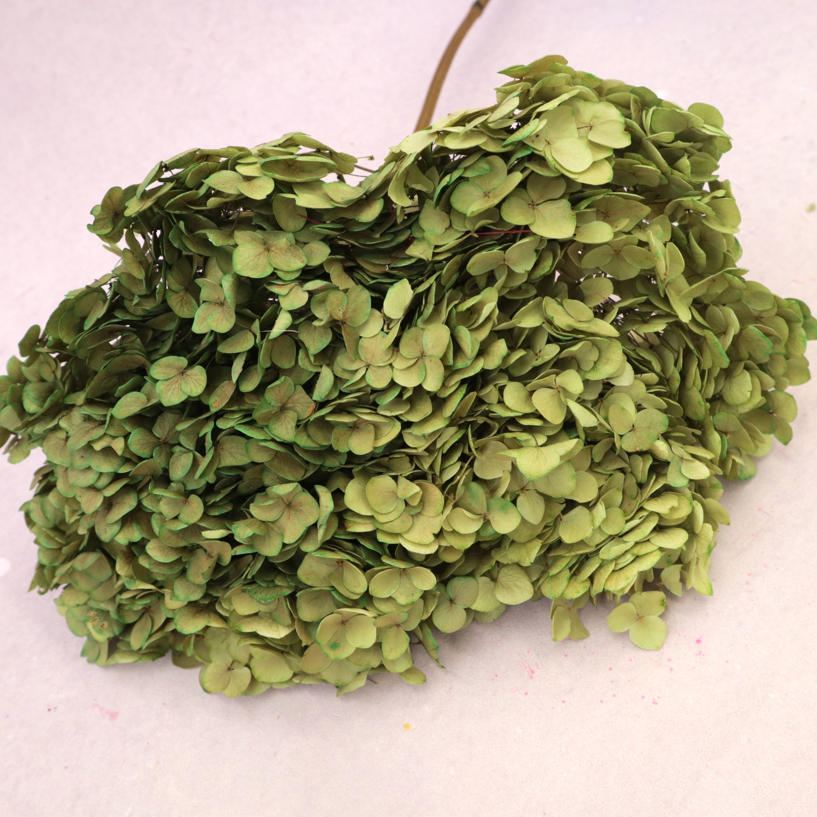 Annabelle Hydrangea Yellow Green